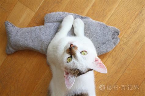 猫进屋|猫进家门预示着什么风水？解读猫的吉凶寓意